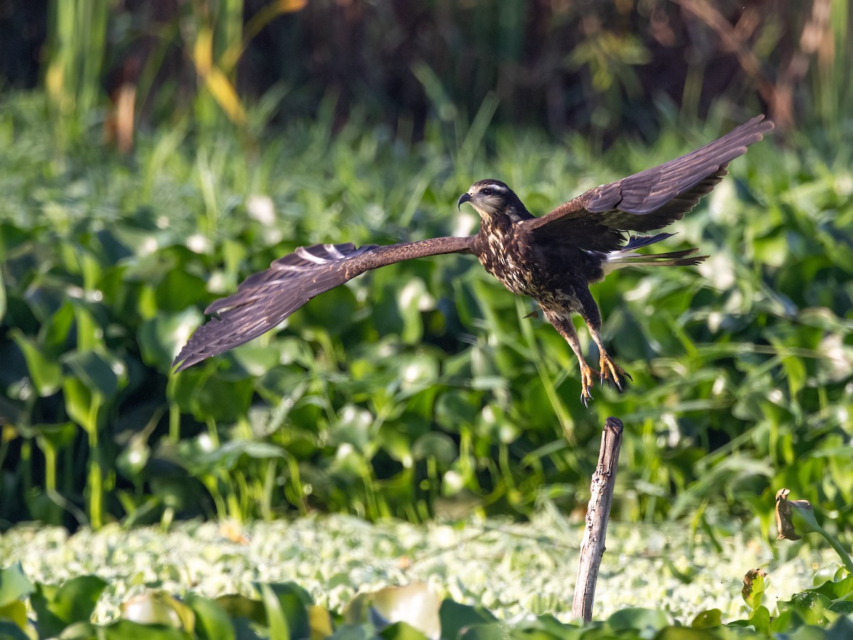 Snail Kite - ML637569737