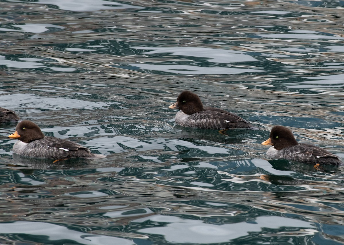 Barrow's Goldeneye - ML637569754