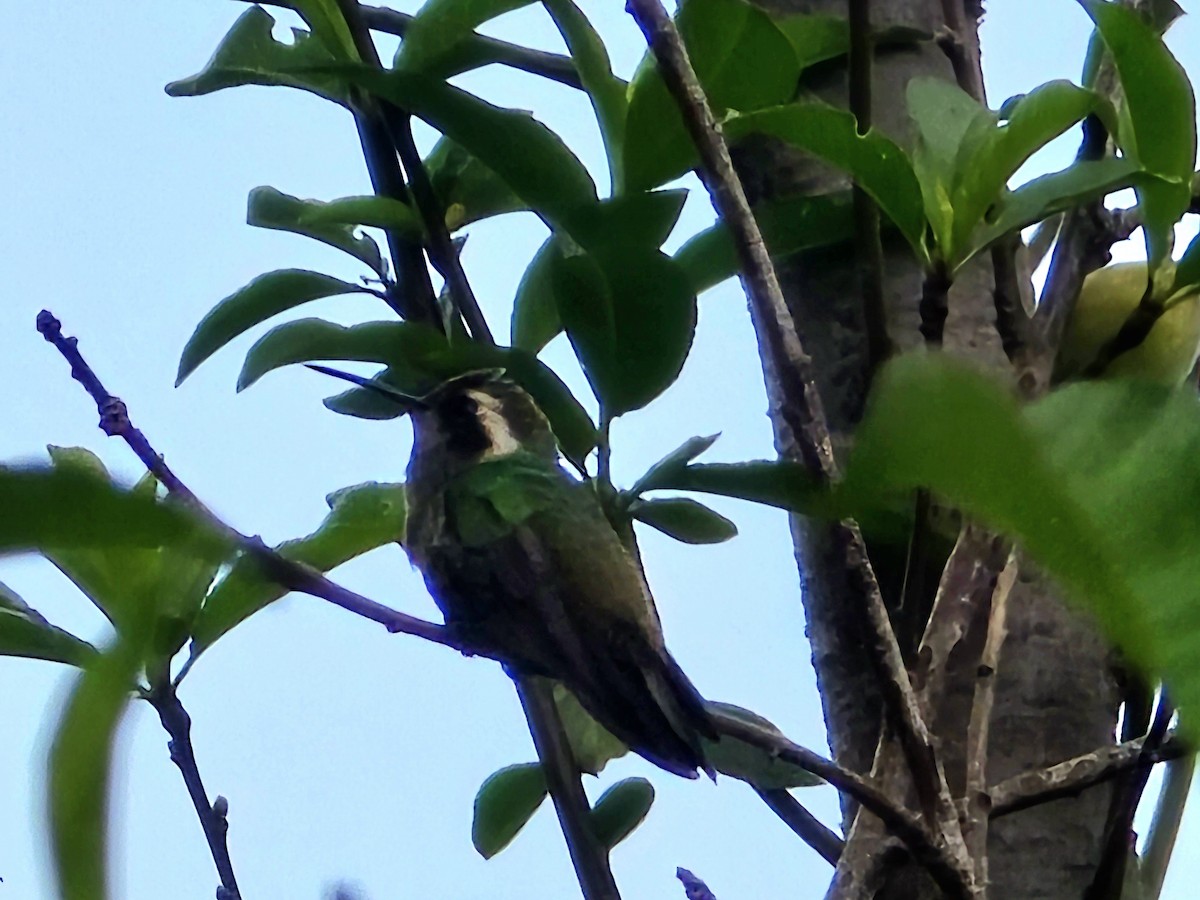 White-eared Hummingbird - ML637569761