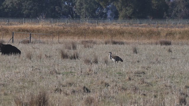 Australian Bustard - ML637569803