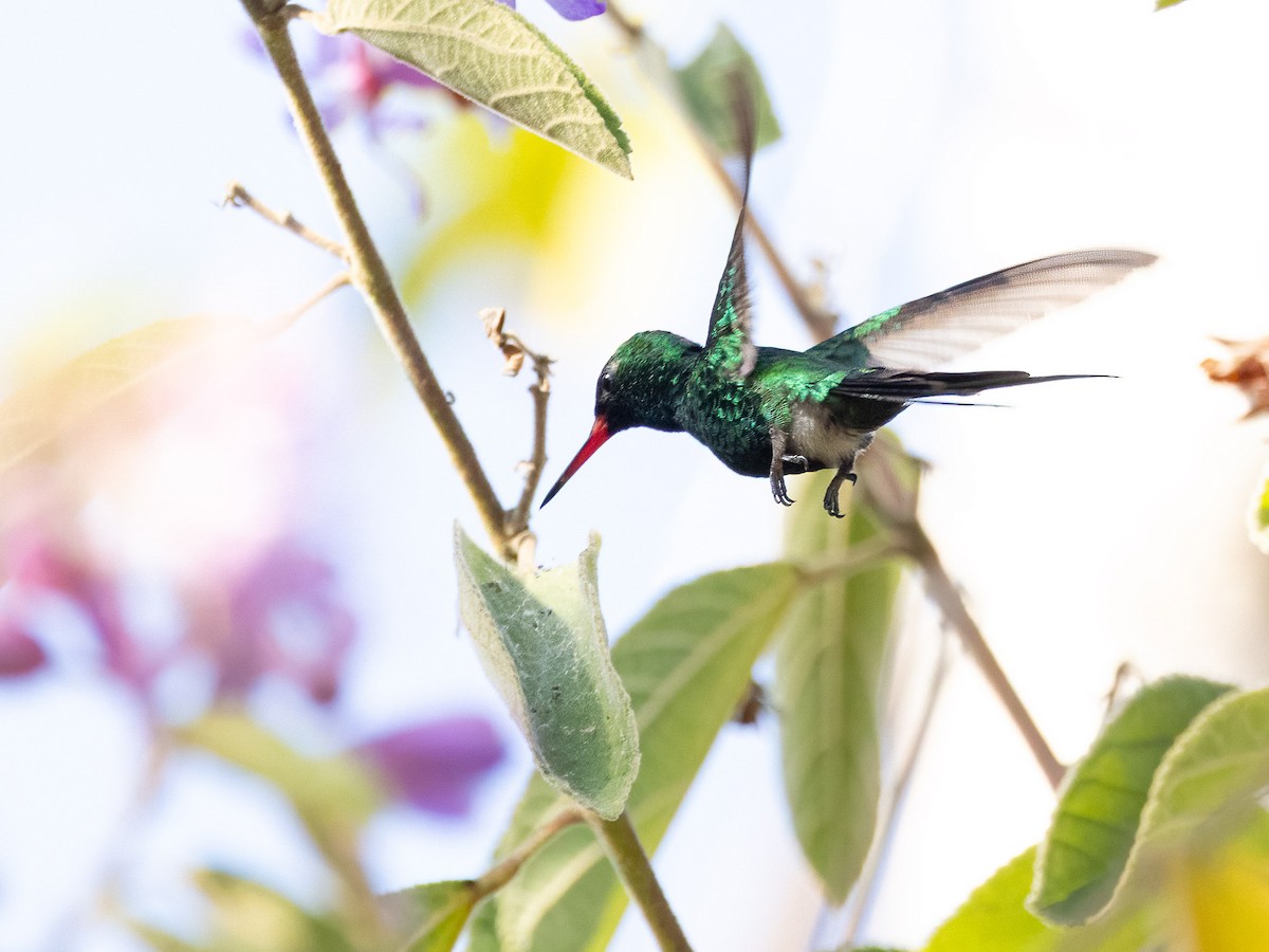 Golden-crowned Emerald - ML637569834
