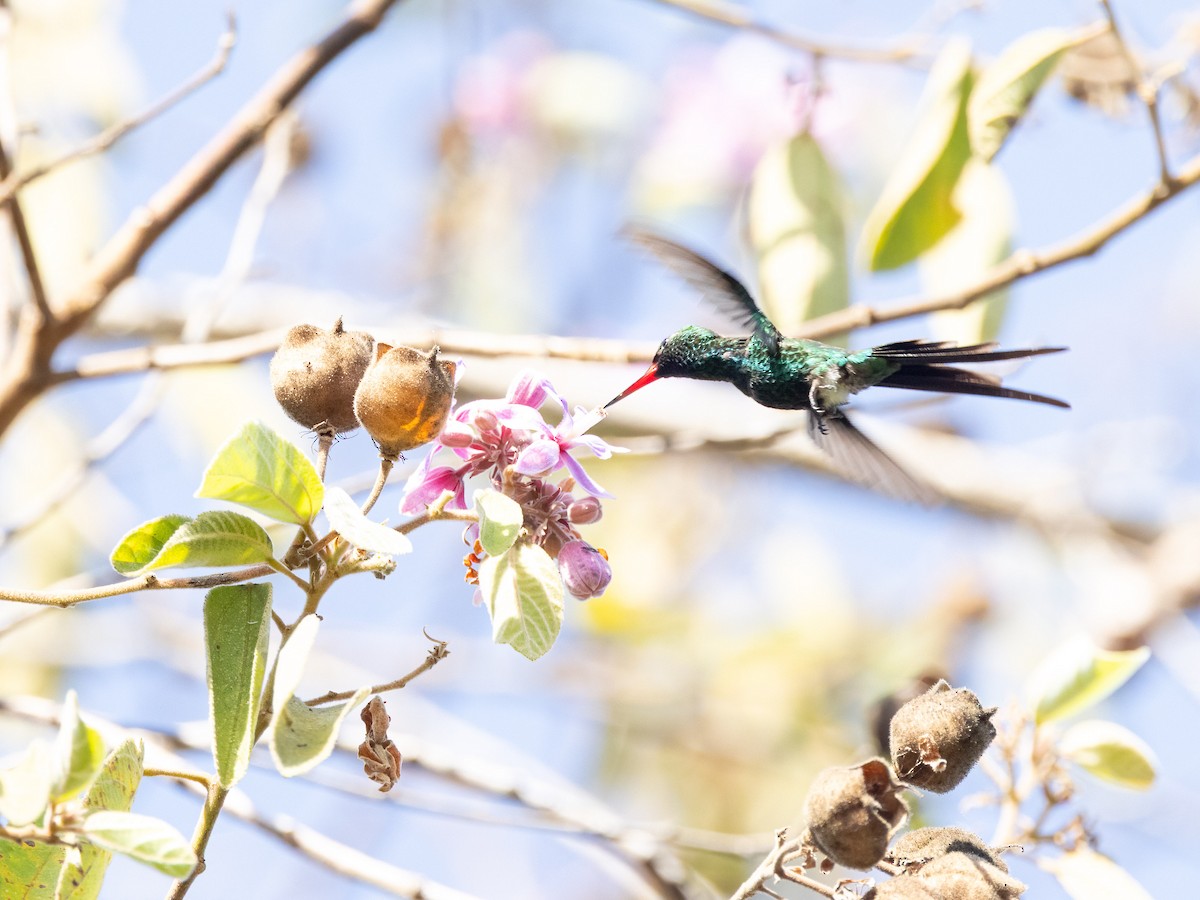 Golden-crowned Emerald - ML637569836