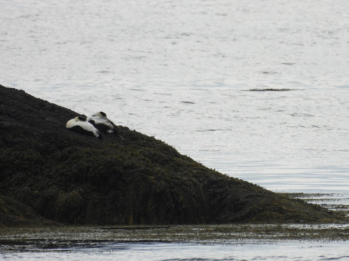 Common Eider - ML637569837