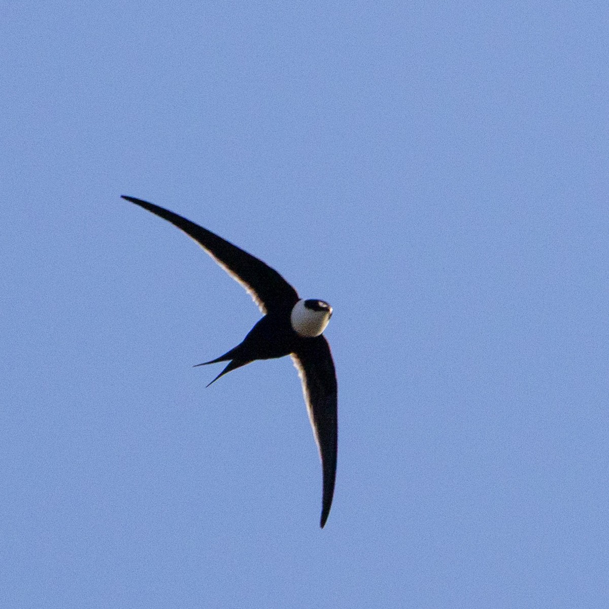 Great Swallow-tailed Swift - ML637569838