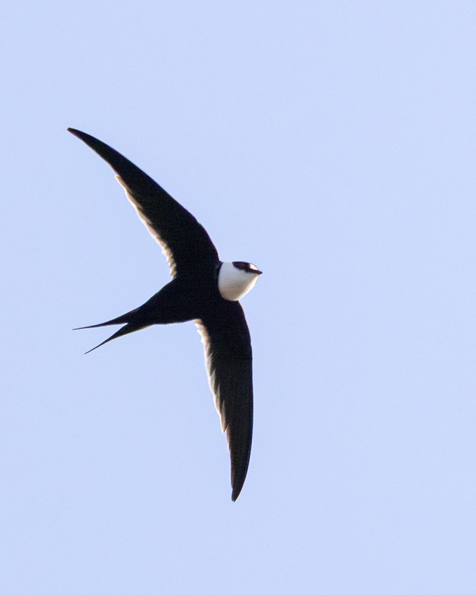 Great Swallow-tailed Swift - ML637569839