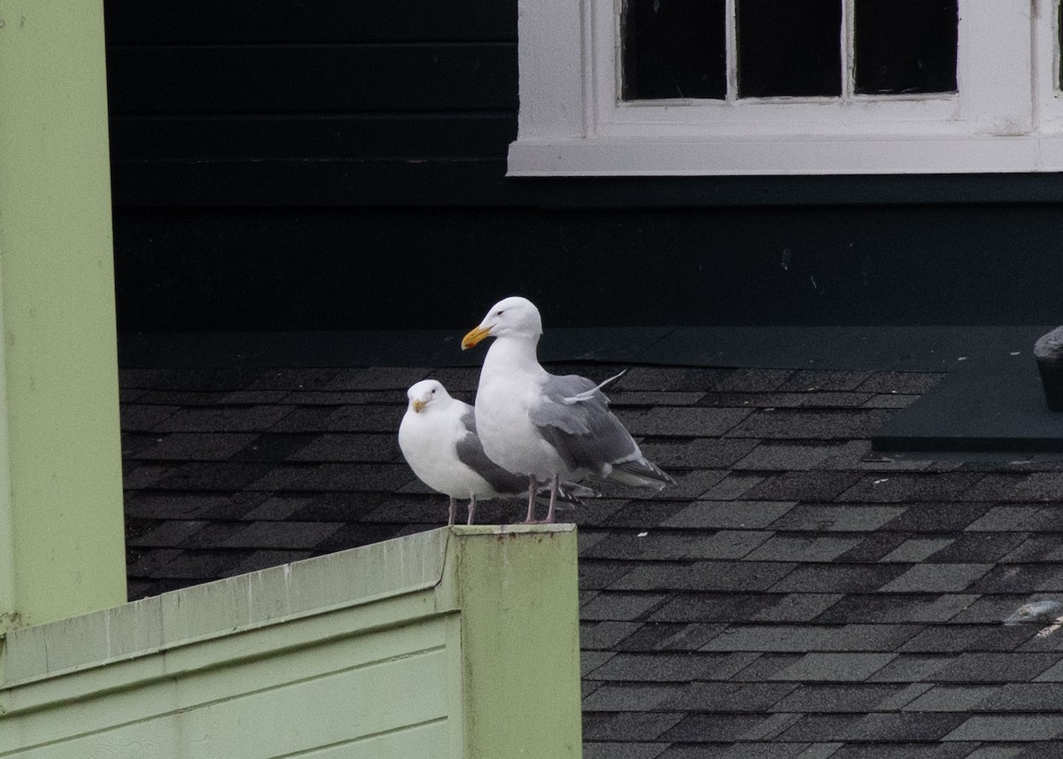 Glaucous-winged Gull - ML637569863