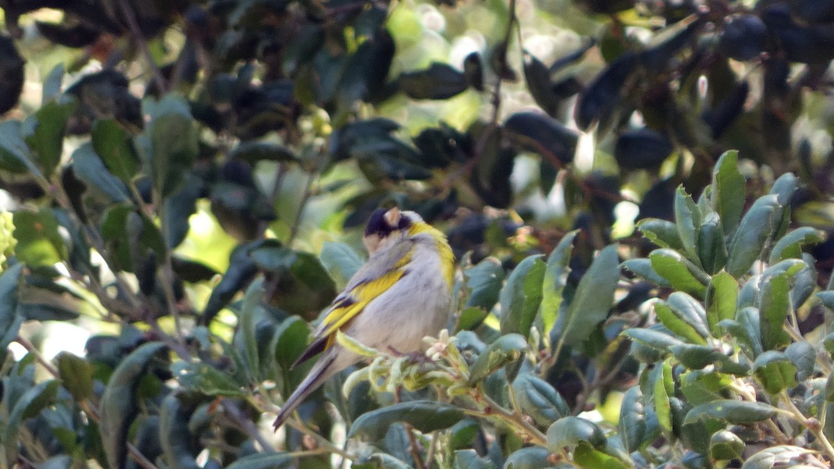 Lawrence's Goldfinch - ML637569924