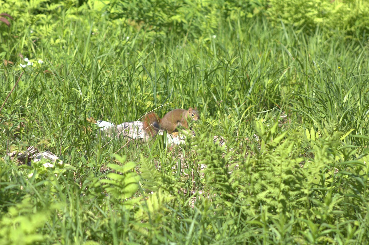 American Red Squirrel - ML637569940