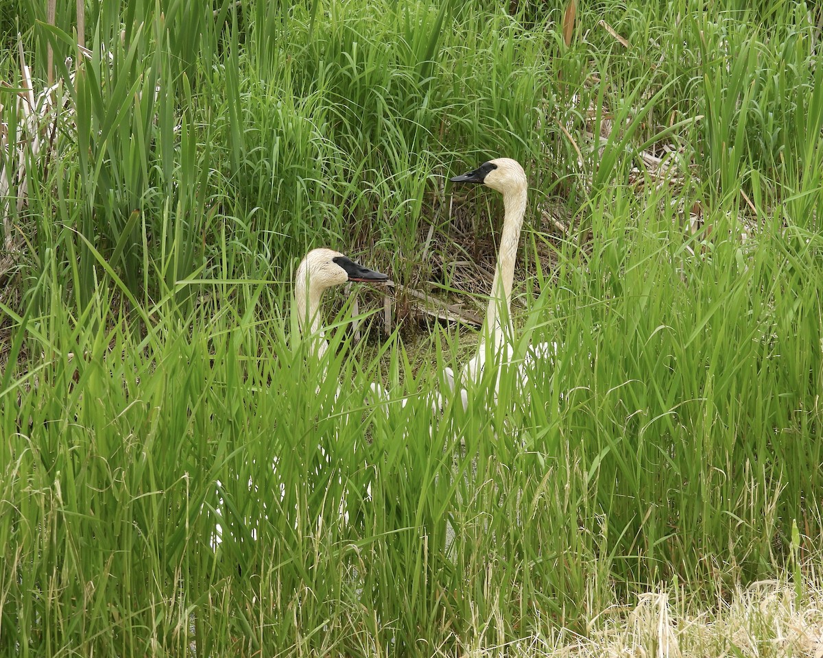 Trumpeter Swan - ML637569985