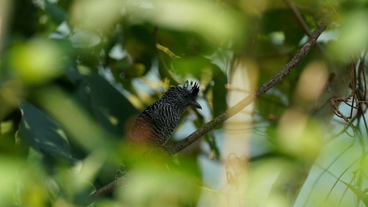 Barred Antshrike - ML637570005