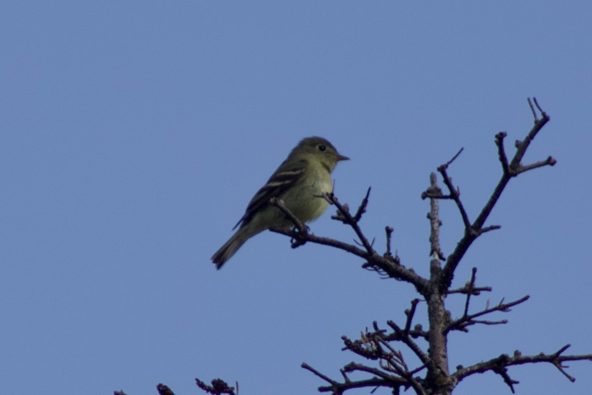 Yellow-bellied Flycatcher - ML637570015