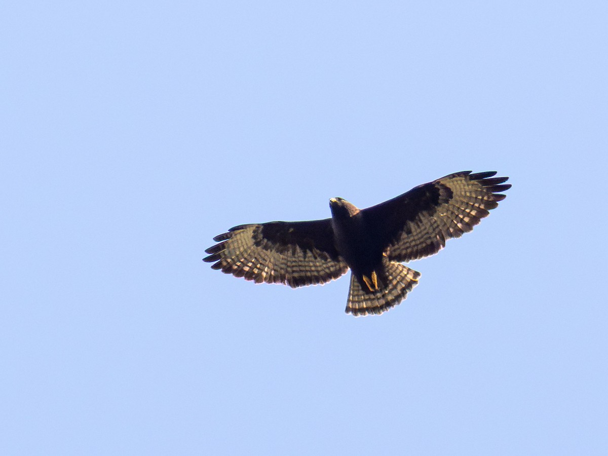 Short-tailed Hawk - ML637570079