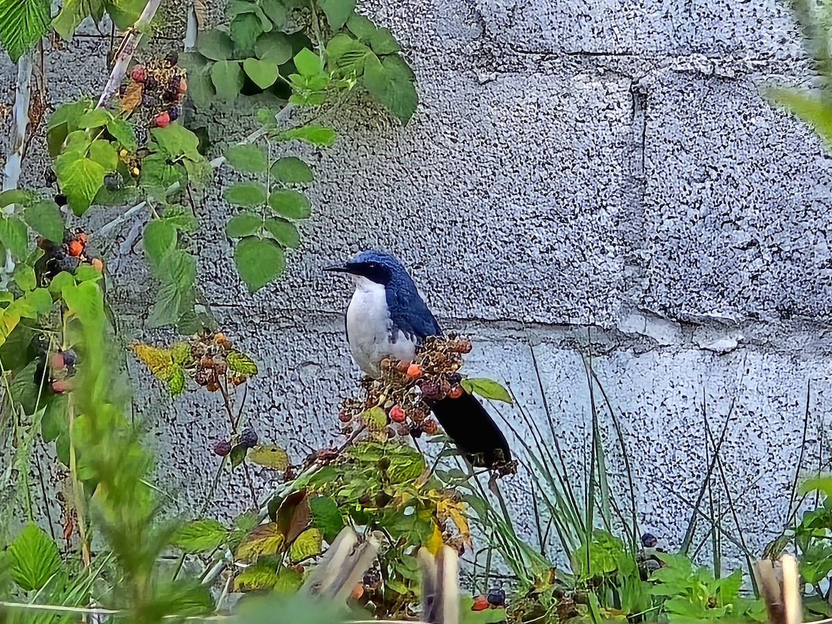 Blue-and-white Mockingbird - ML637570129