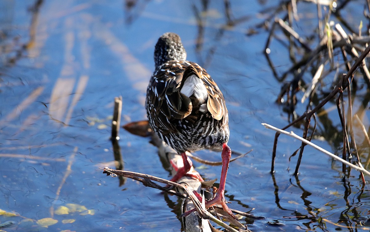 Spotted Rail - ML637570147