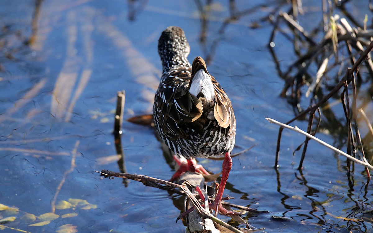 Spotted Rail - ML637570149