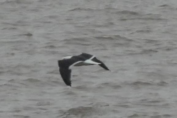 Great Black-backed Gull - ML637570159