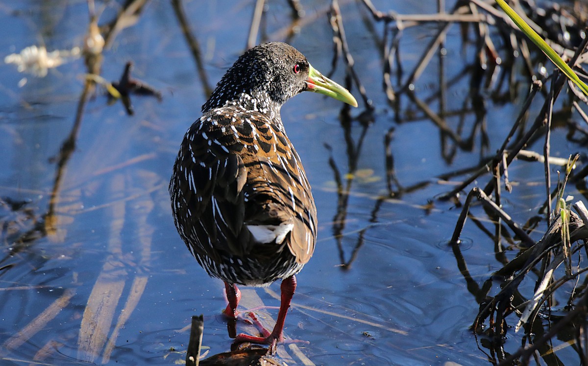 Spotted Rail - ML637570172