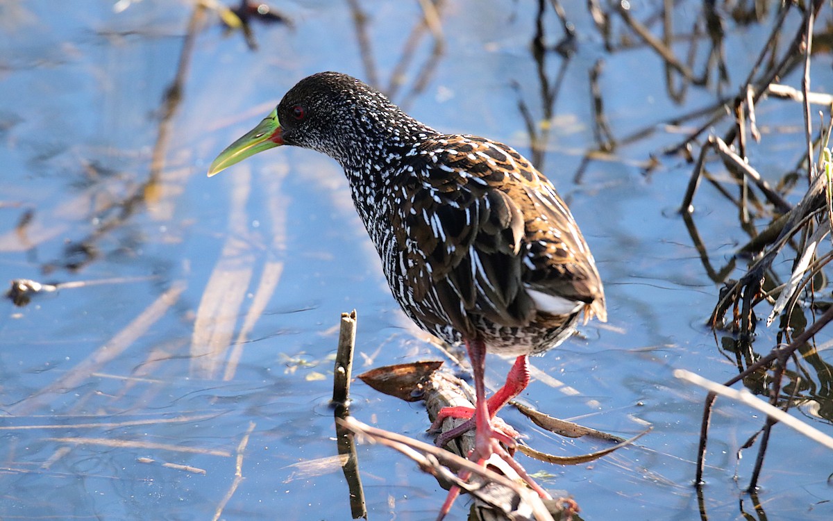Spotted Rail - ML637570175