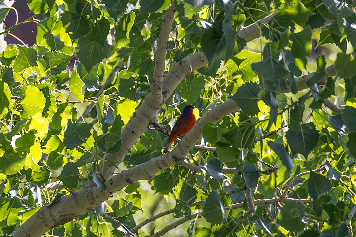 Painted Bunting - ML637570198