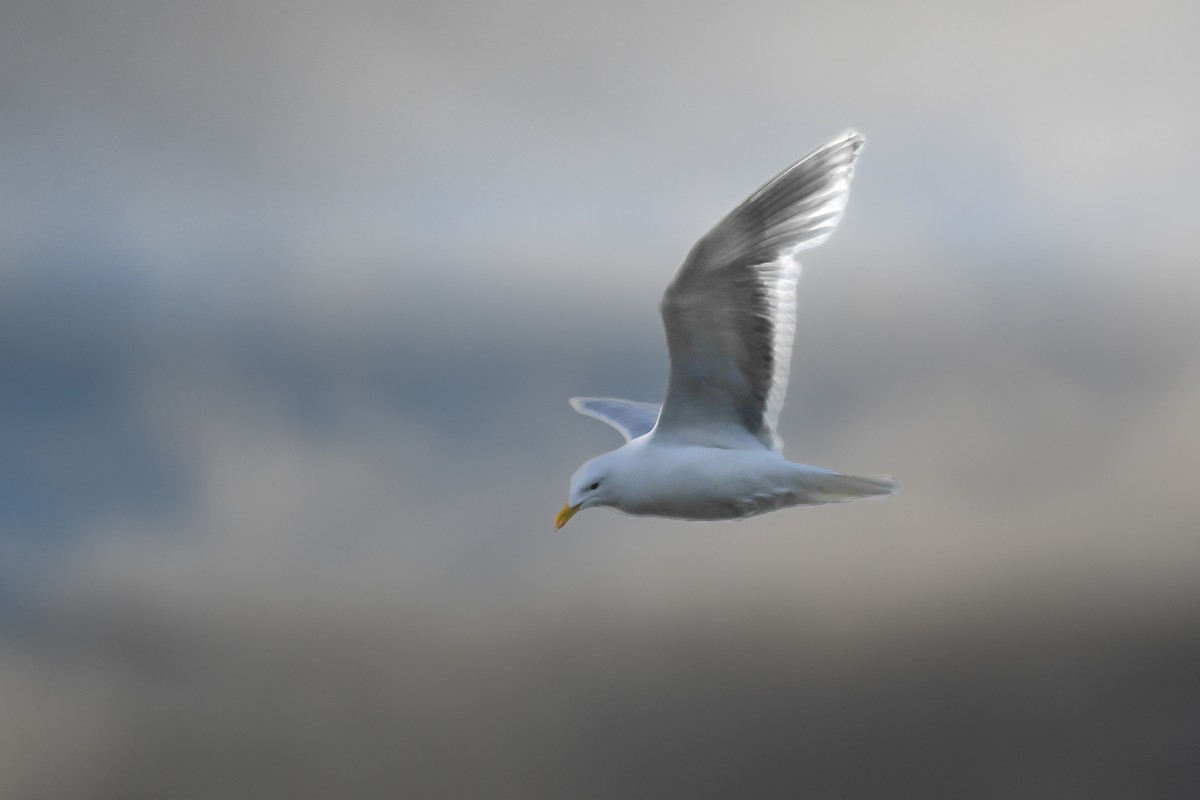 Glaucous-winged Gull - ML637570200