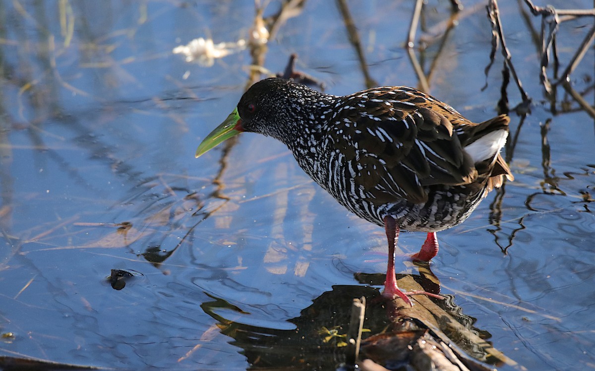 Spotted Rail - ML637570225