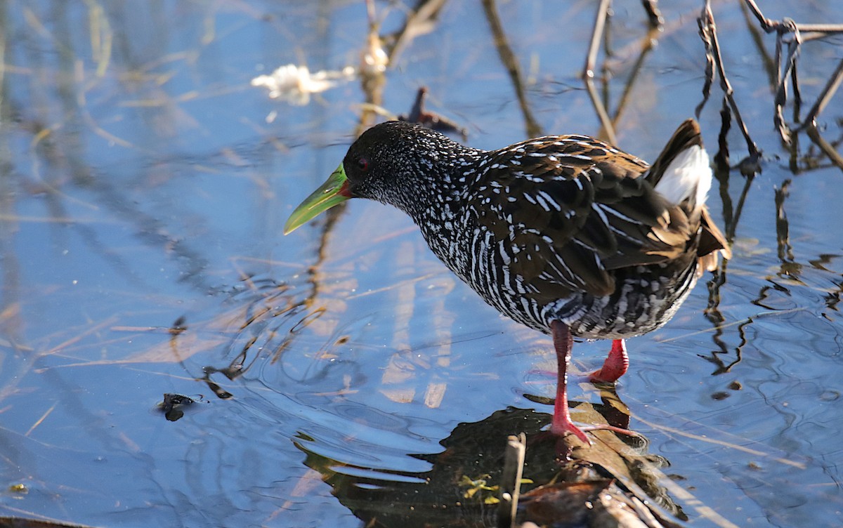Spotted Rail - ML637570226