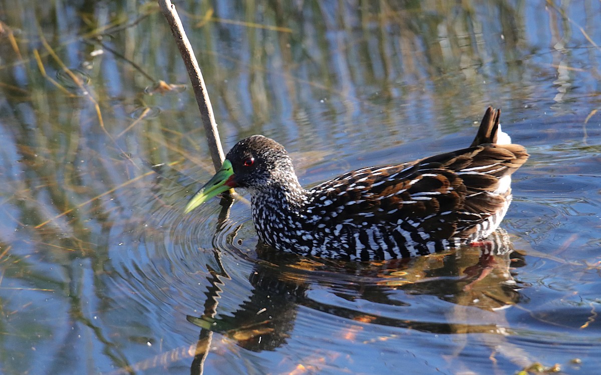 Spotted Rail - ML637570240