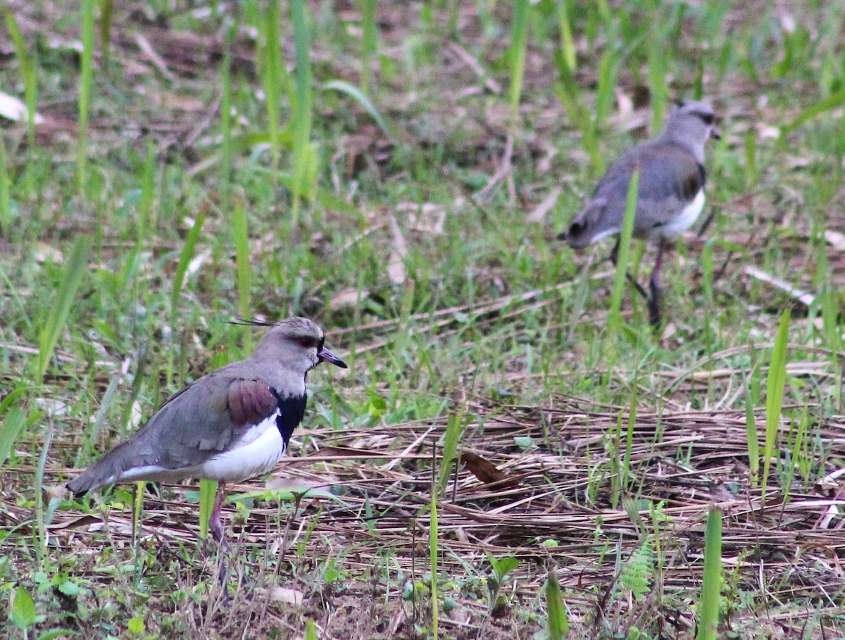 Southern Lapwing - ML637570257