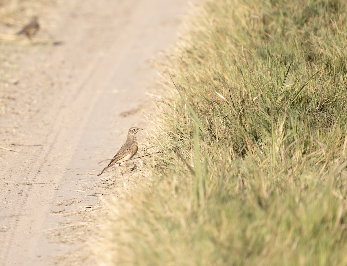 Plain-backed Pipit - ML637570271
