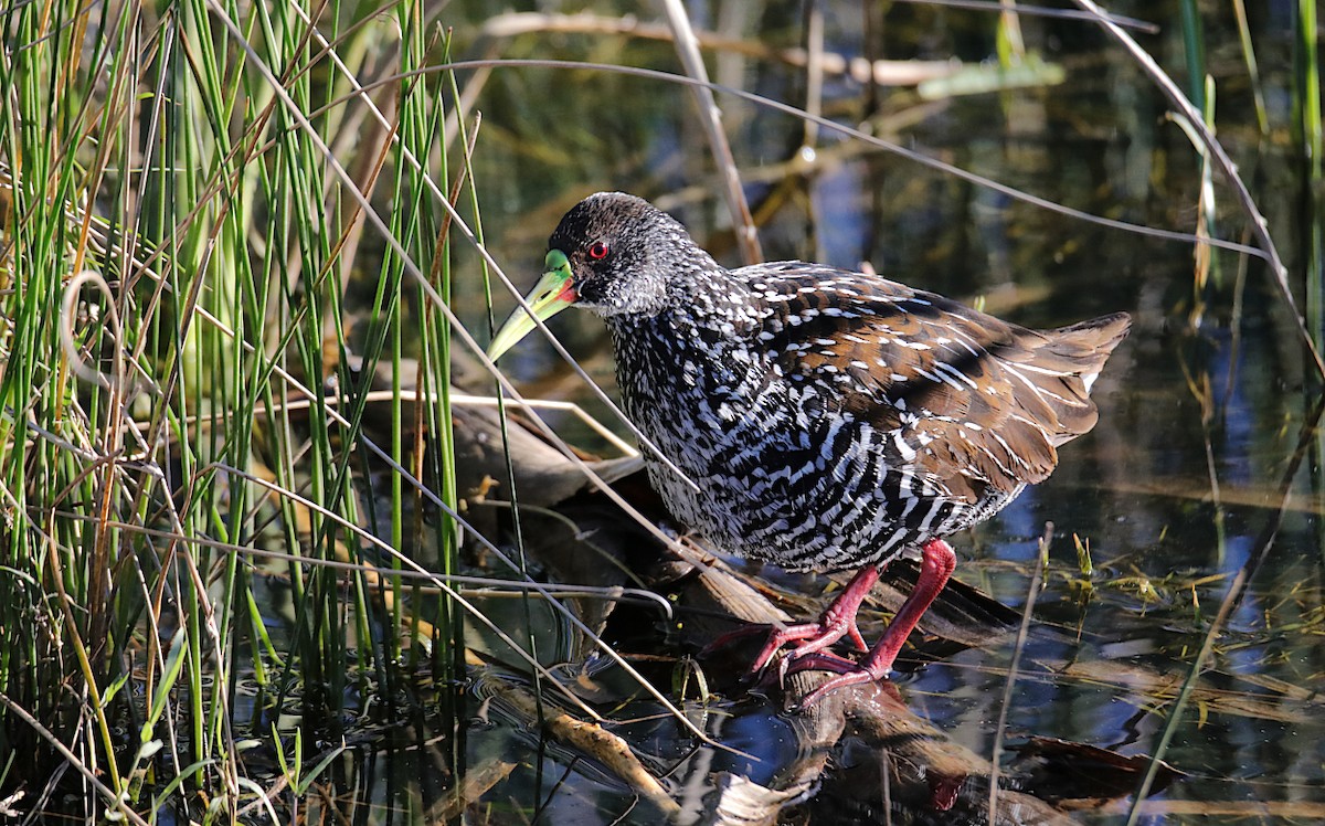 Spotted Rail - ML637570282