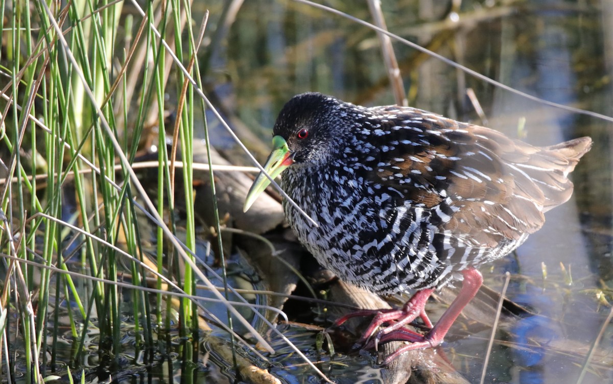Spotted Rail - ML637570283