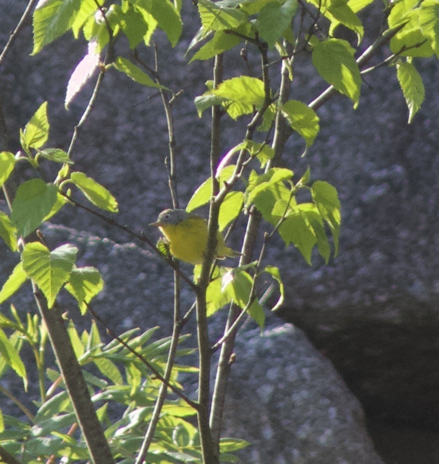 Nashville Warbler - ML637570287