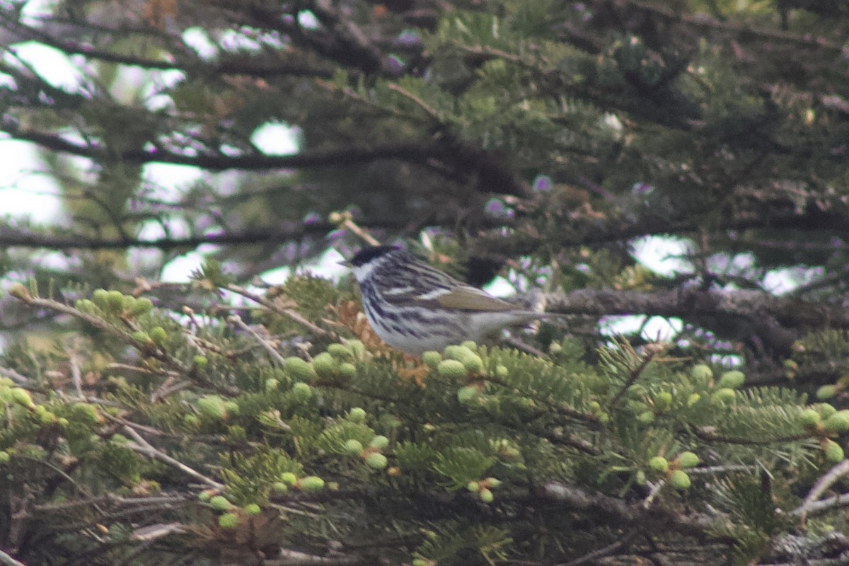 Blackpoll Warbler - ML637570296