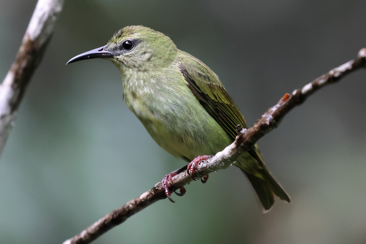 Red-legged Honeycreeper - ML637570316