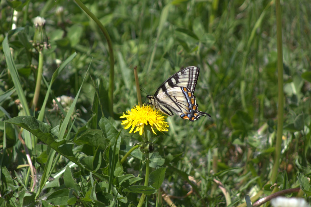 Canadian Tiger Swallowtail - ML637570335