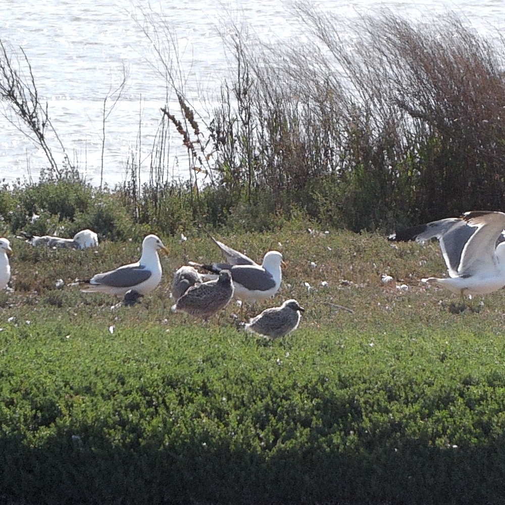 California Gull - ML637570351