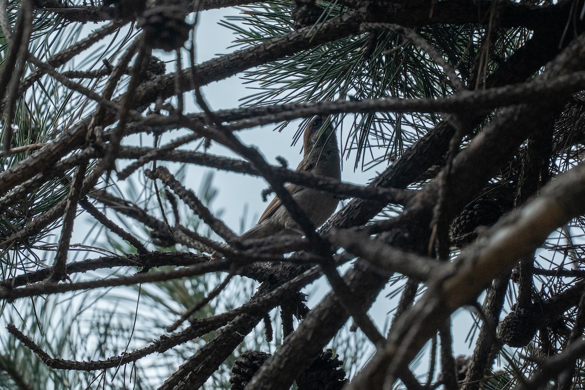 Eurasian Tree Sparrow - ML637570373