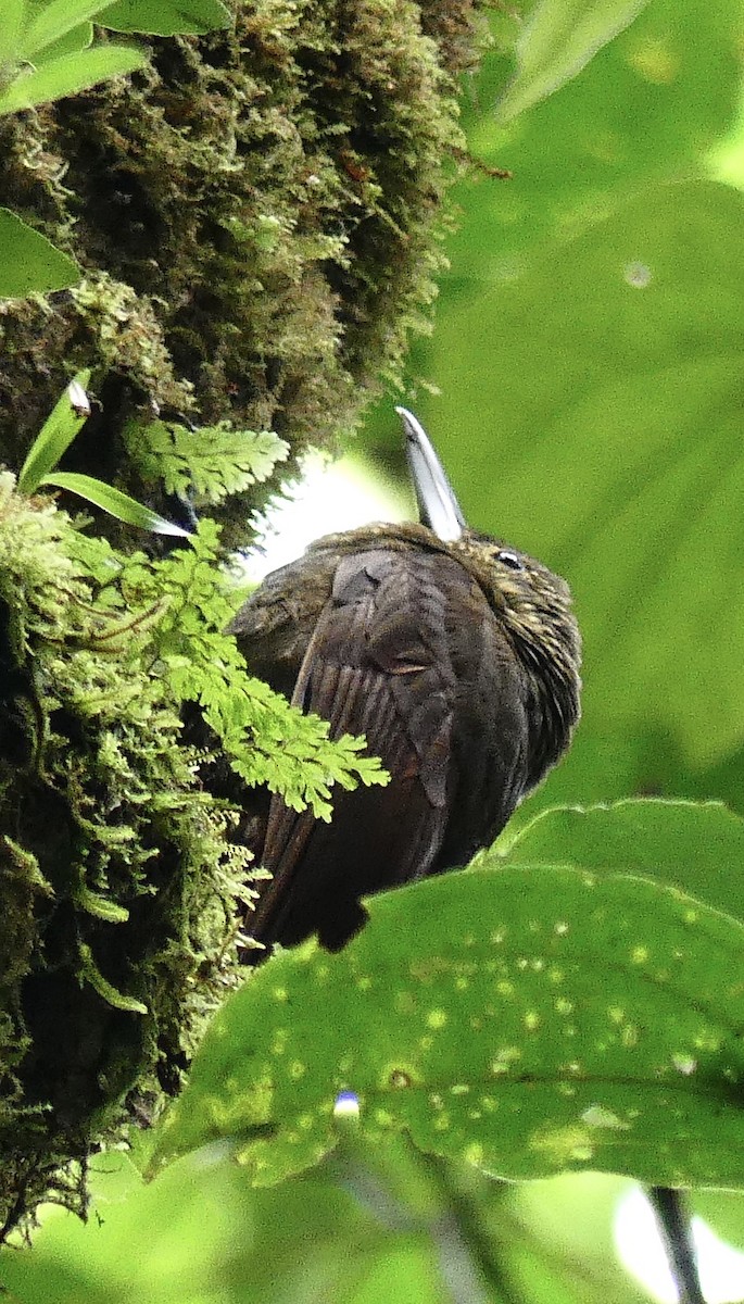 Spotted Woodcreeper - ML637570383