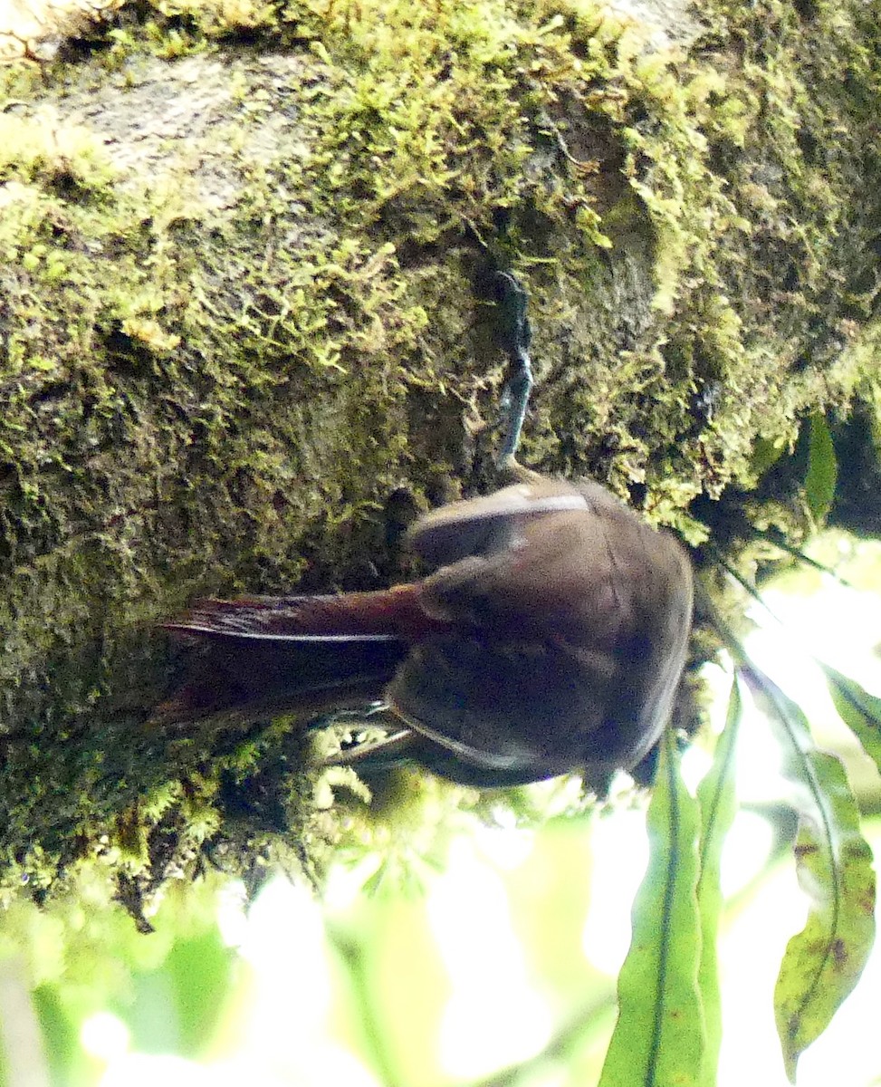 Spotted Woodcreeper - ML637570384