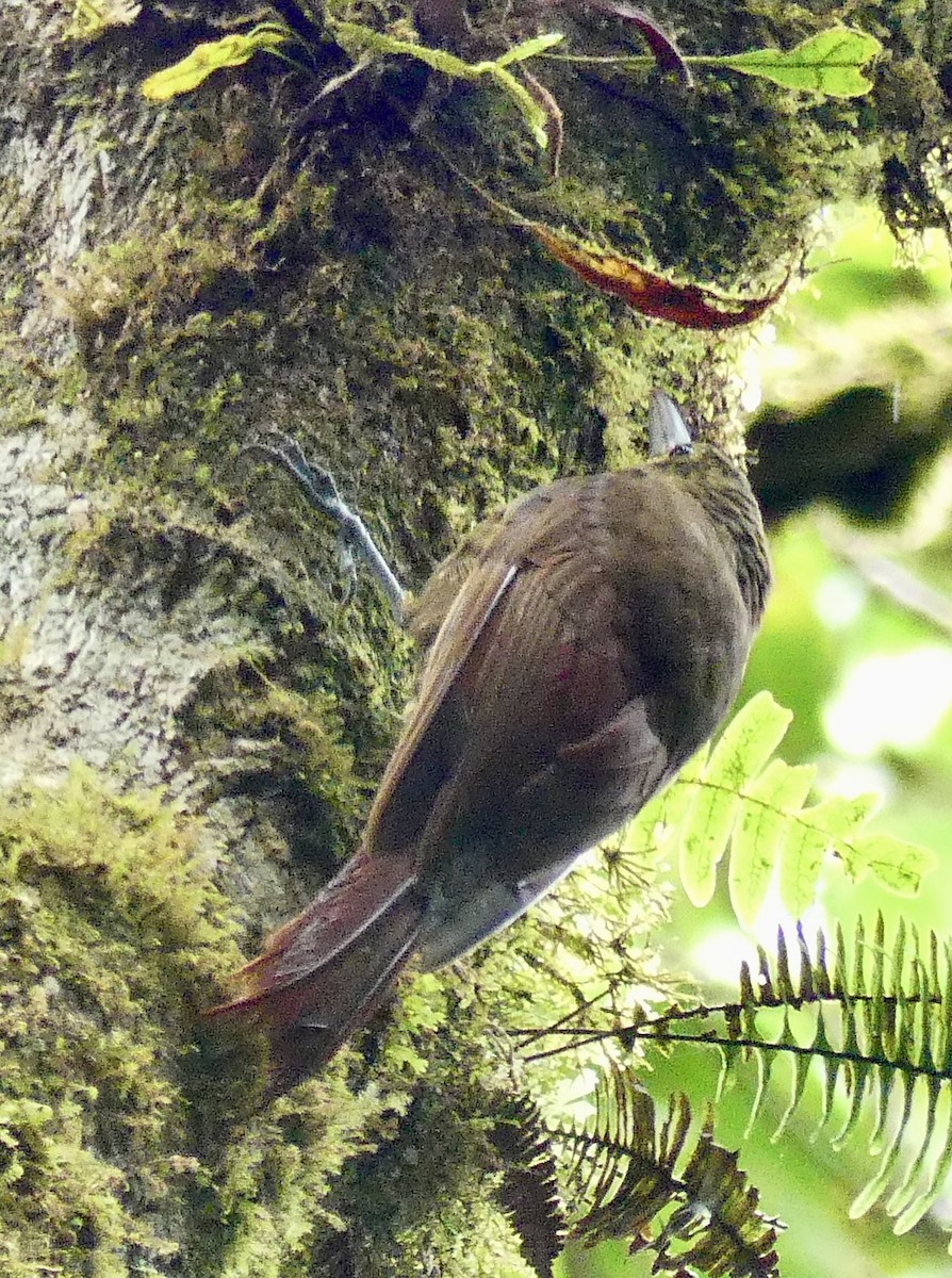 Spotted Woodcreeper - ML637570385