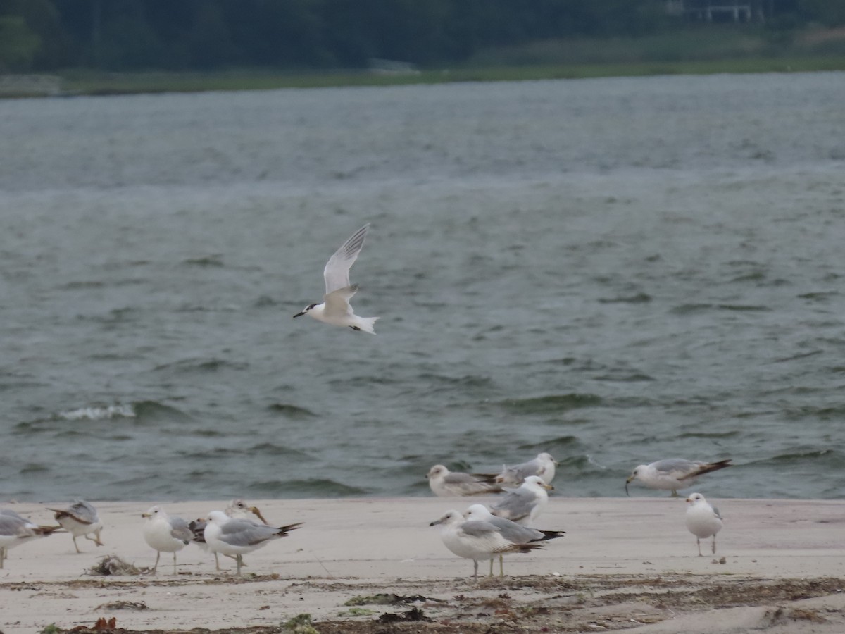 Sandwich Tern - ML637570399