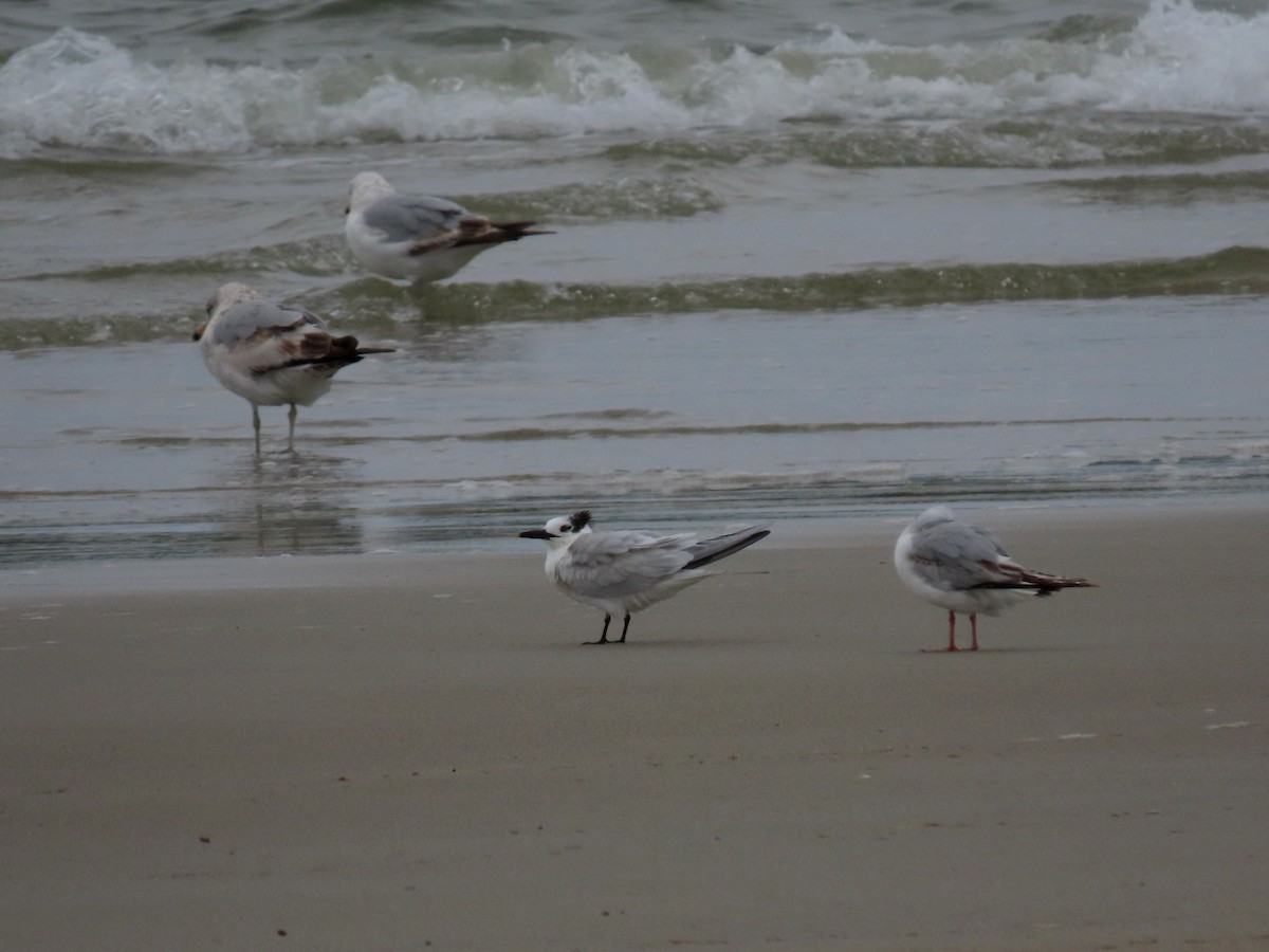 Sandwich Tern - ML637570400