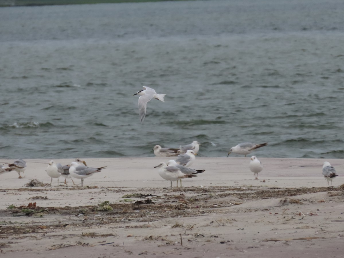Sandwich Tern - ML637570401