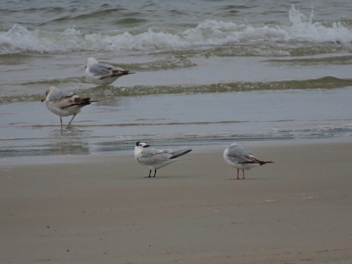 Sandwich Tern - ML637570402