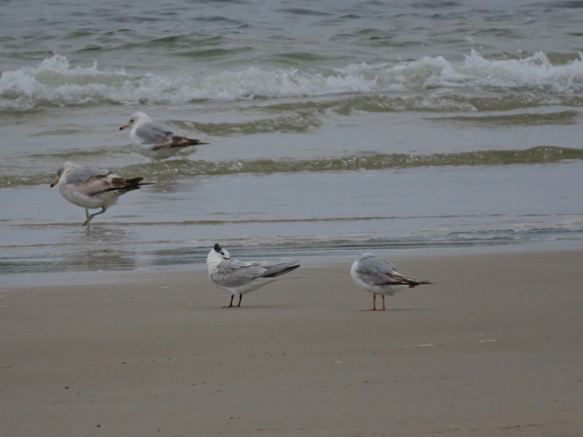 Sandwich Tern - ML637570403