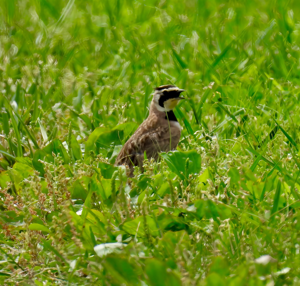 Horned Lark - ML637570408