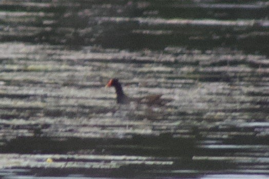 Common Gallinule - ML637570422