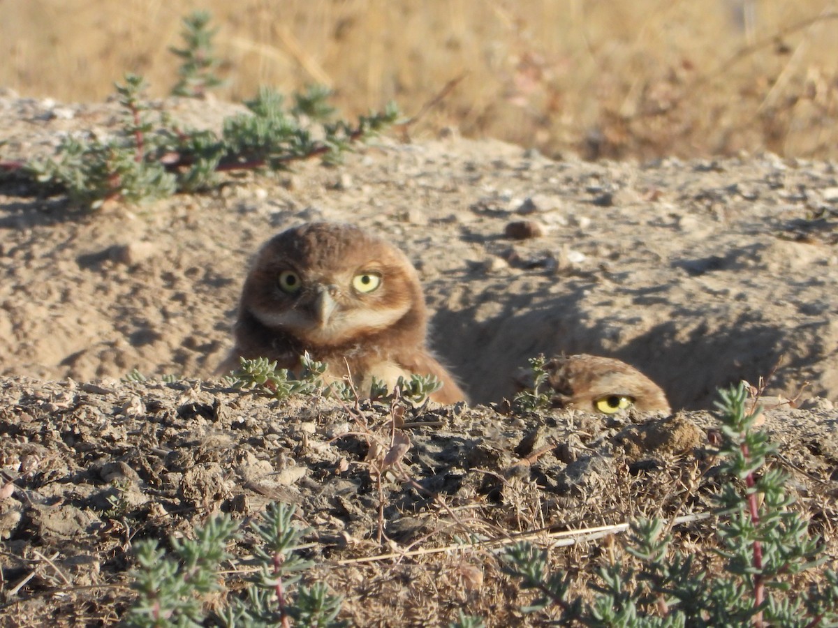 Burrowing Owl - ML637570424