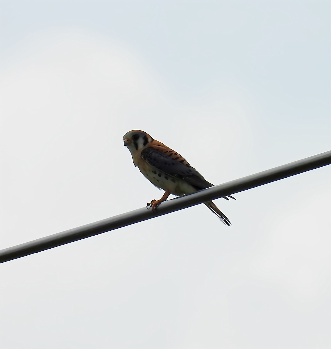 American Kestrel - ML637570425