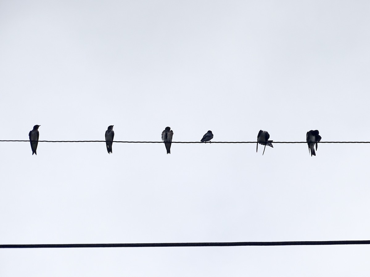 Gray-breasted Martin - ML637570445